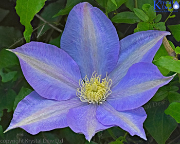 Clematis Flower Newly Opened