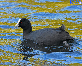 Australian Coot at Lake Mangamohoe