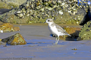 New Zealand dotterel