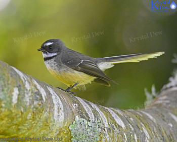 Fantail (P?wakawaka) In The Cherry Tree