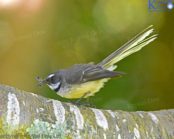 Fantail (P?wakawaka) With Insect