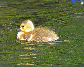 Canada Goose Gosling