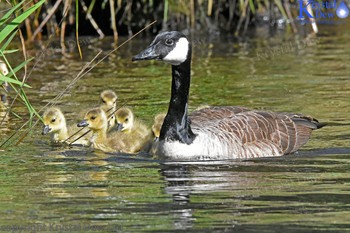 Canada Goose With Goslings