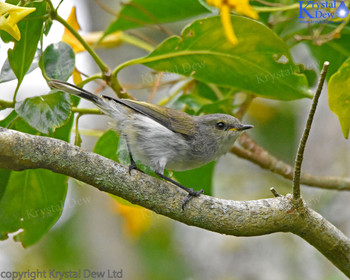 Grey Warbler In The Frangipani