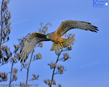 Swamp Harrier/Kahu