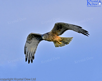 Swamp Harrier In Flight