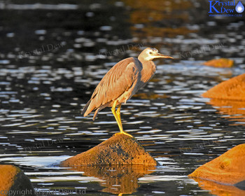 White Faced Heron At Beach