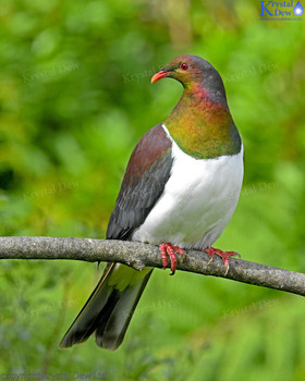 Kereru - NZ wood pigeon