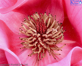 magnolia close up view inside flower