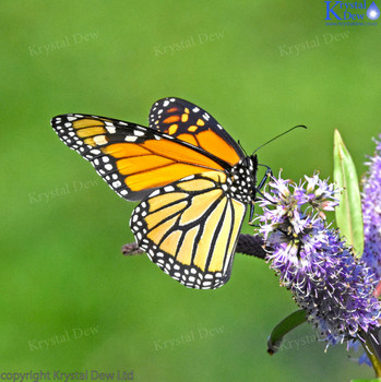 Monarch Butterfly on hebe