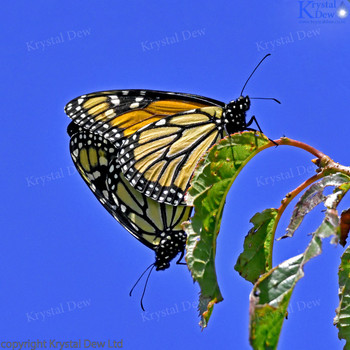 Monarch Butterfly