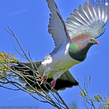 Kereru - NZ wood pigeon