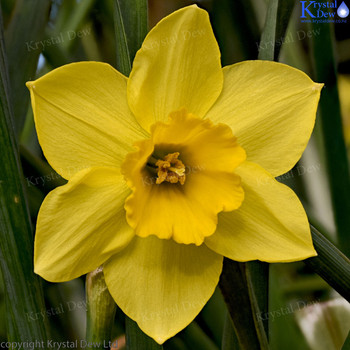 Narcissus (Daffodil)