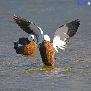 paradise shelduck - female