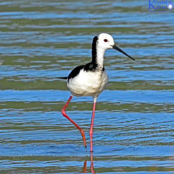 Pied Stilt