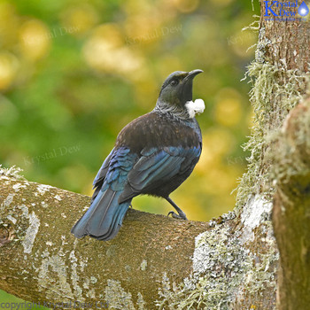 tui