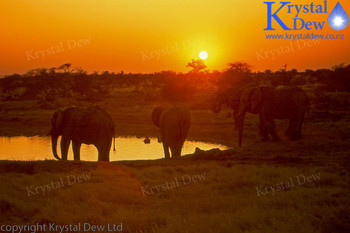 Elephant At Waterhole