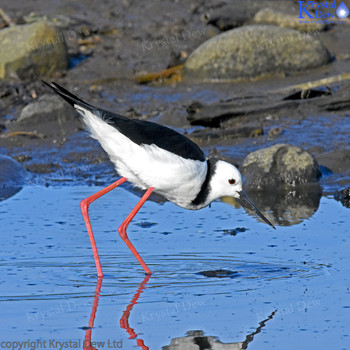 Pied Stilt