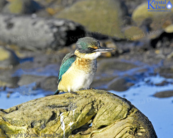 NZ Sacred Kingfisher