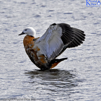 Paradise Shelduck