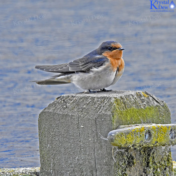 Welcome Swallow