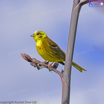 Yellowhammer