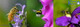 Bees & Bumblebees