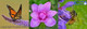 Flowers & Insects