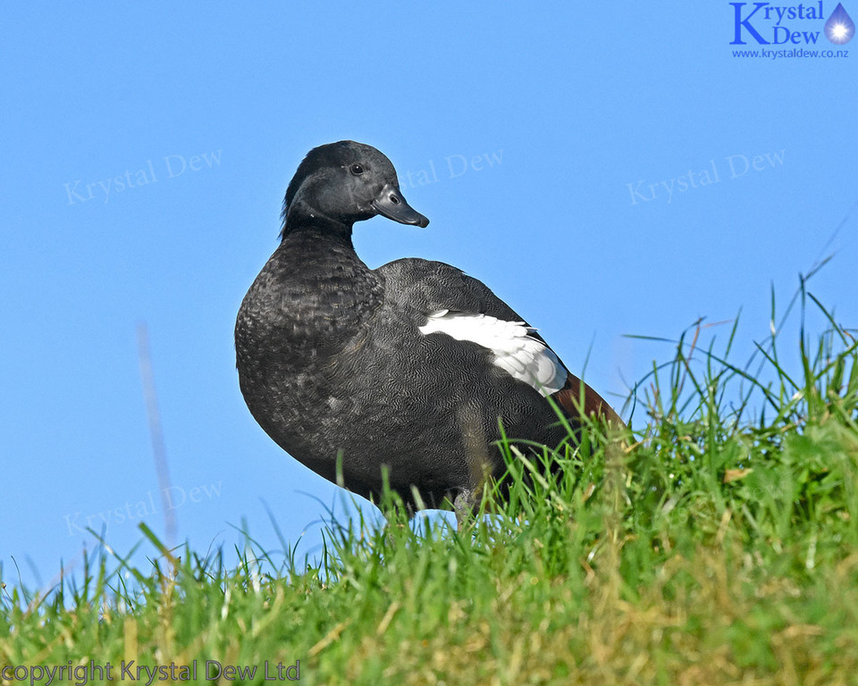 Male Paradise Shelduck