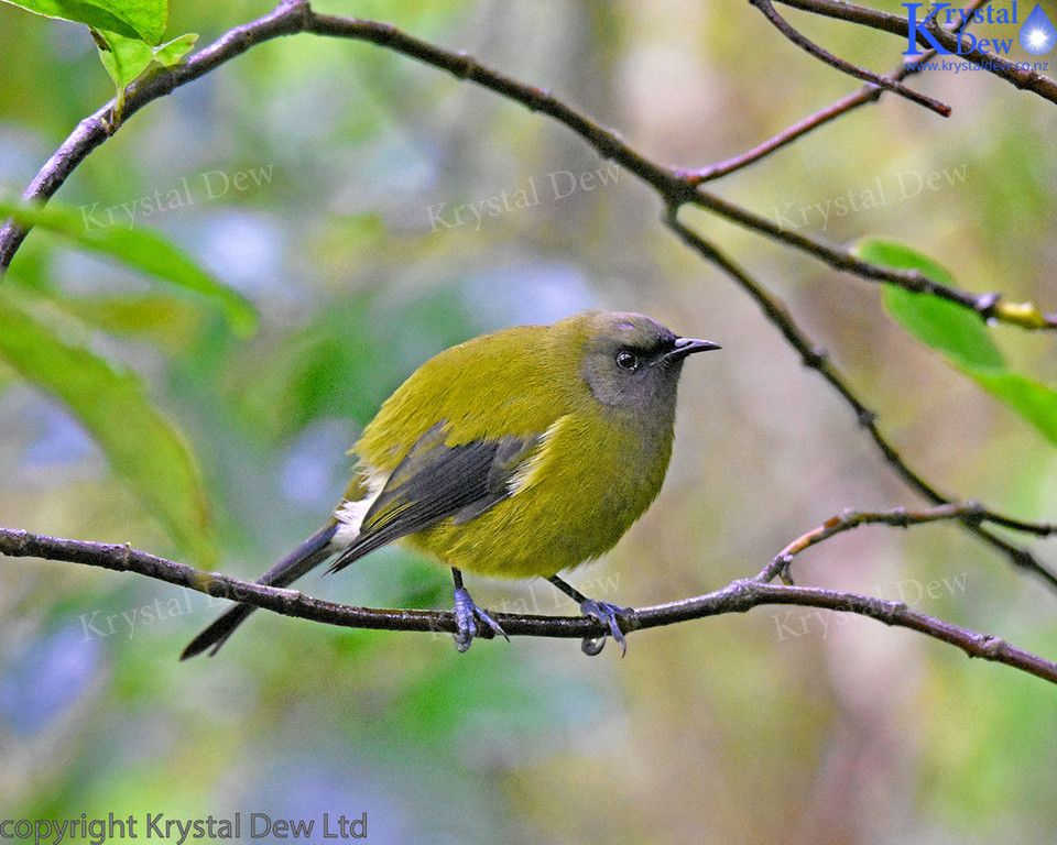 Bellbird