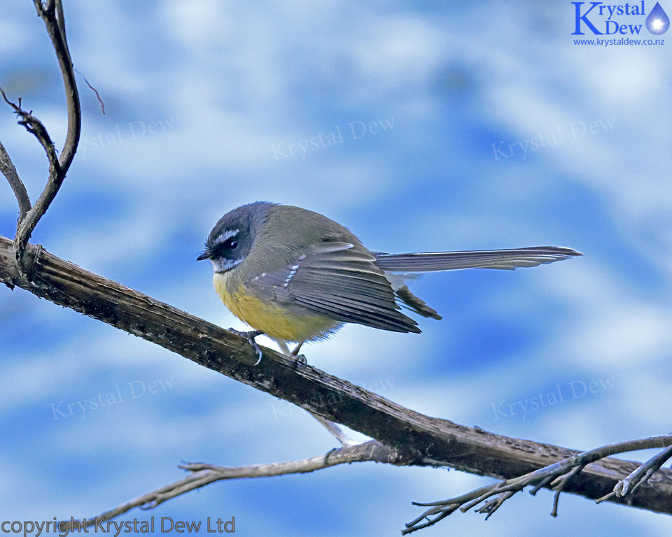 Fantail Over The Water