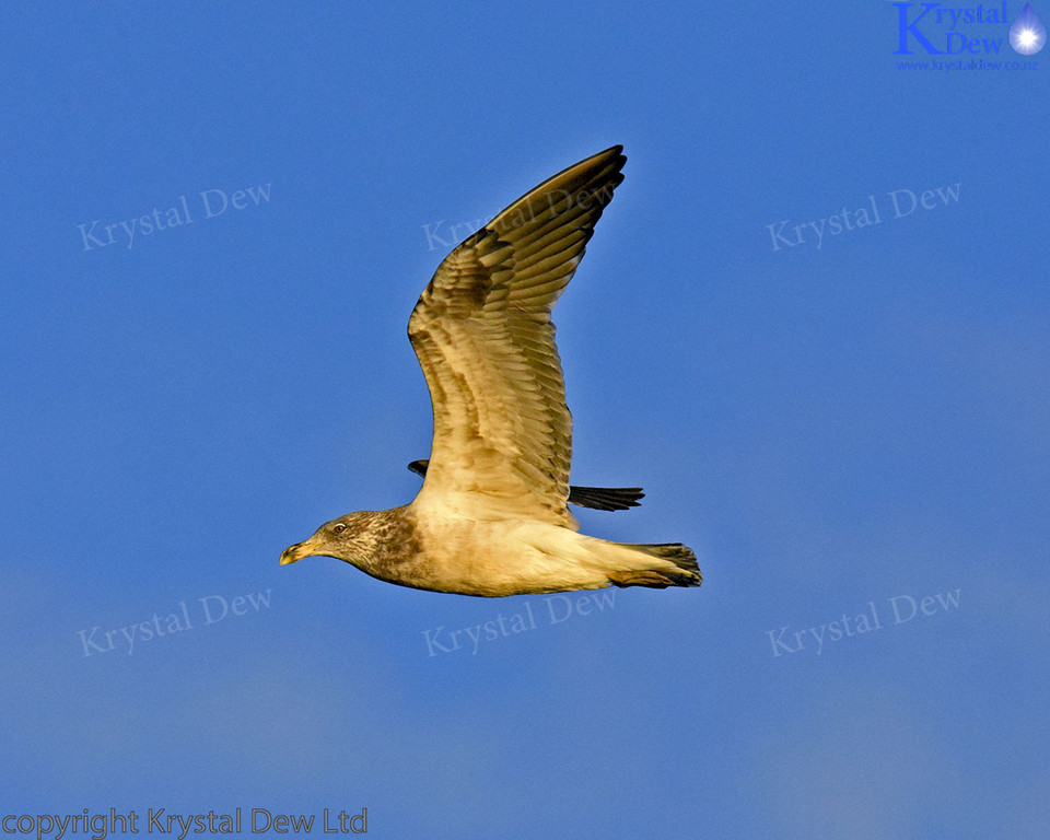 Black Backed Gull - Juvenile