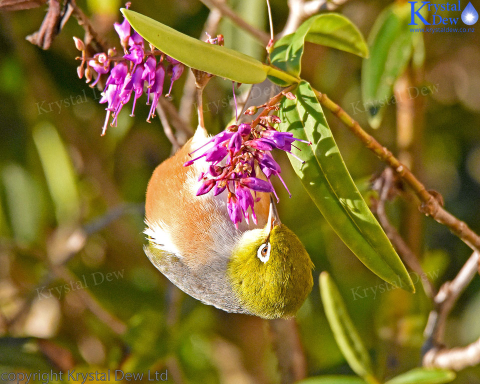 Silvereye In The Hebe