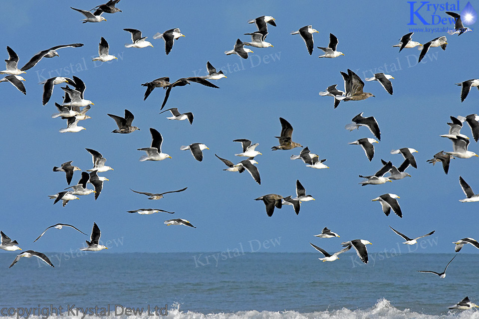 A Filght Of Gulls