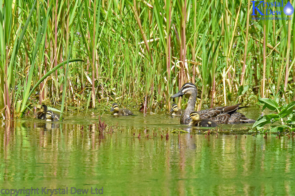 Grey Duck With Ducklings