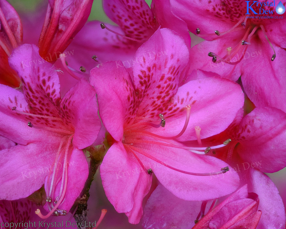 Pink Azaleas in flower