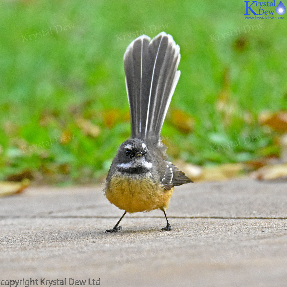 Fantail In The Grass