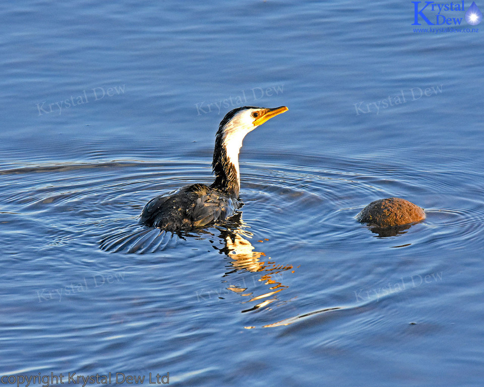 Little Shag