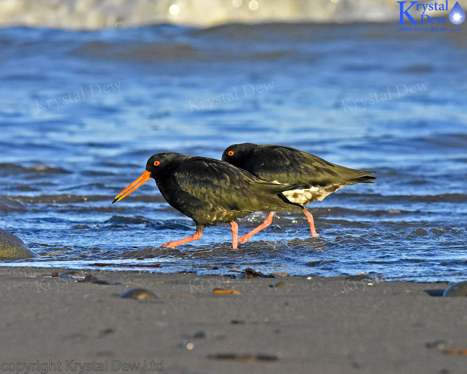 Variable Oyster Catcher