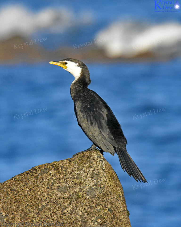 Little Shag