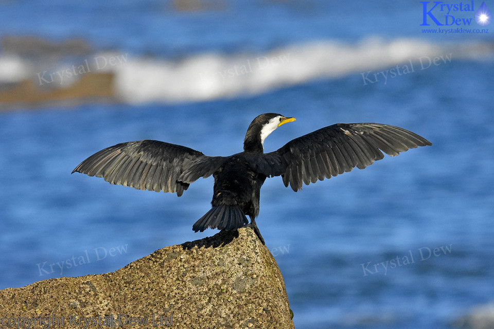 Little Shag