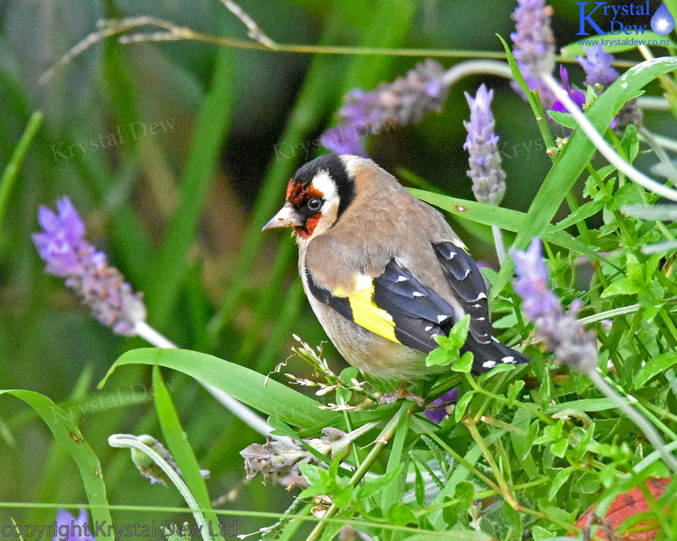 Goldfinch In The Lavender