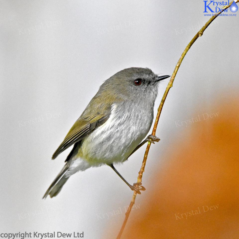 Grey Warbler