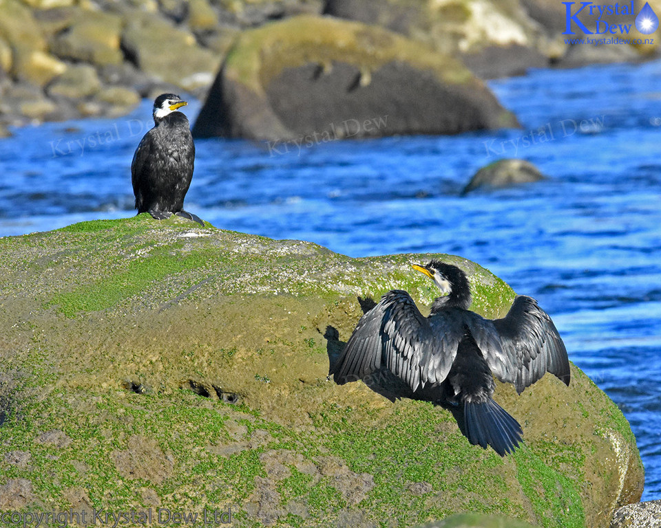 Pair Of Little Shag