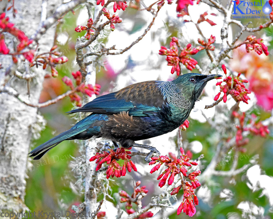 Tui In The Cherry