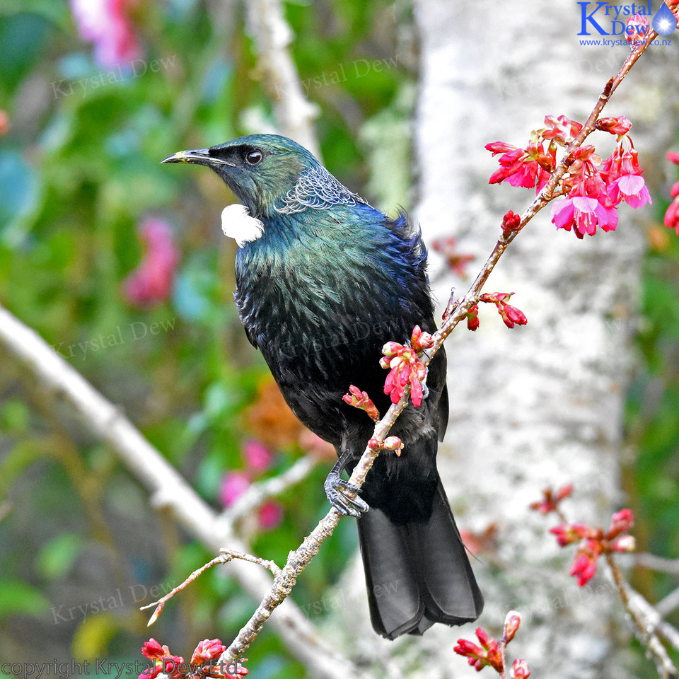 Tui In The Cherry