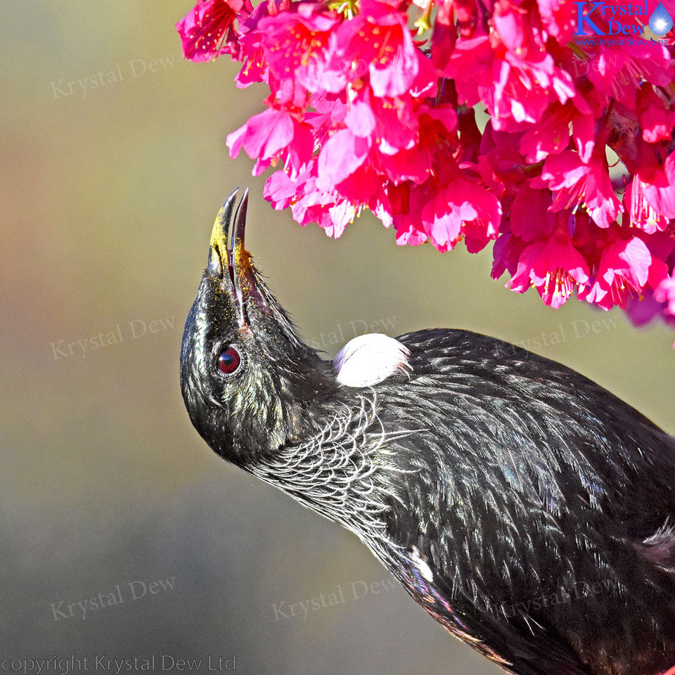 Tui