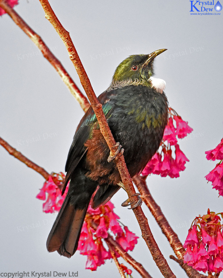 Tui In The Cherry