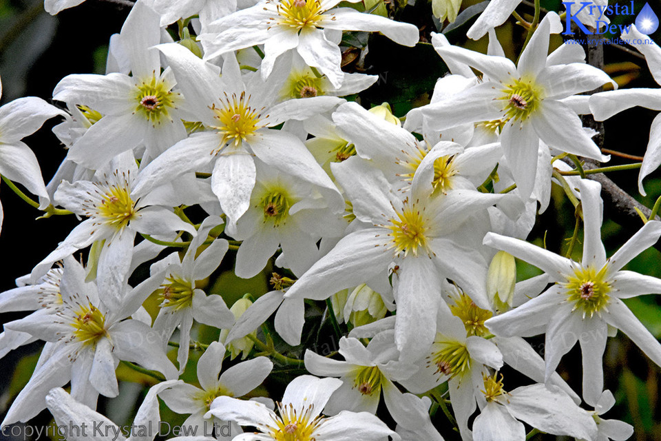 New Zealand Native Clematis