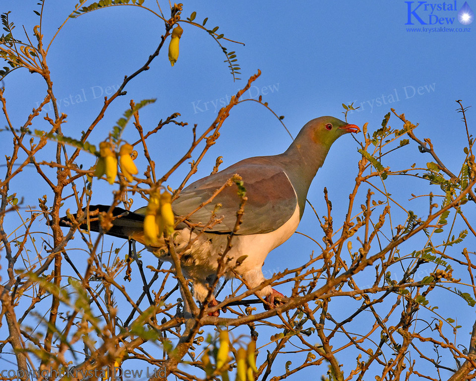 Kereru In The Kowhai